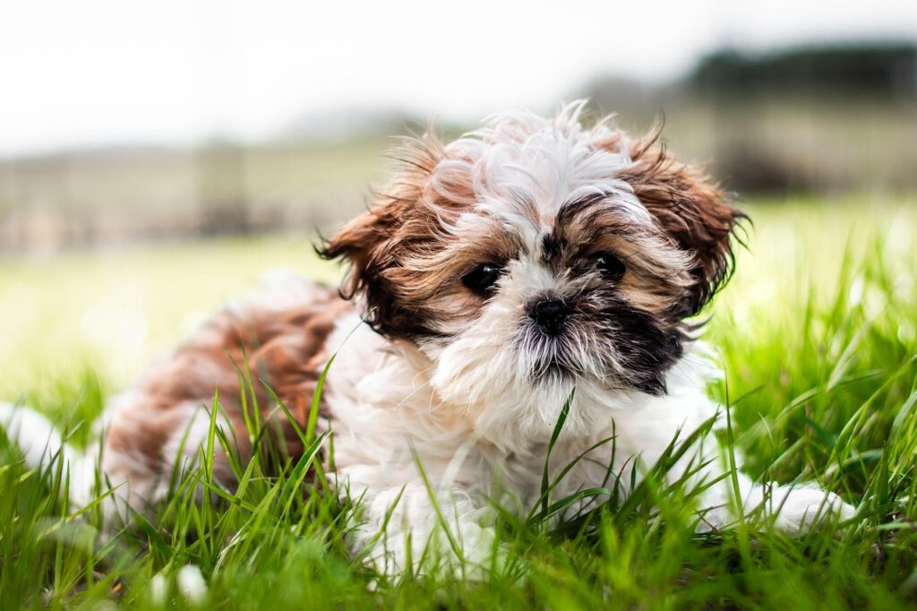 Dog Foods for Small Breeds